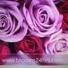 RAINBOW OF BLOSSOMS