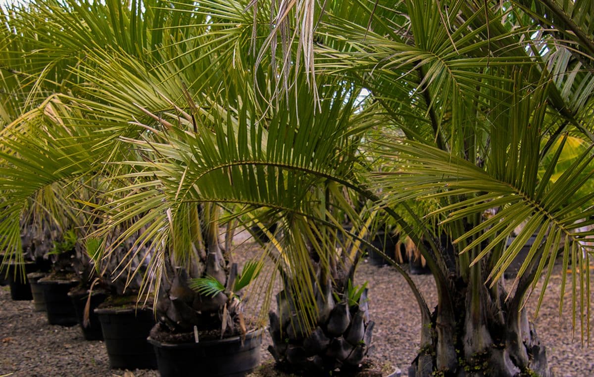 Raintree Tropical
