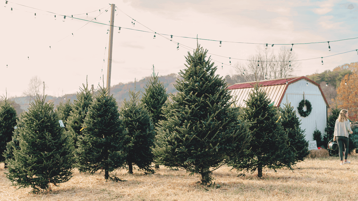 Raise the Tree Pellissippi