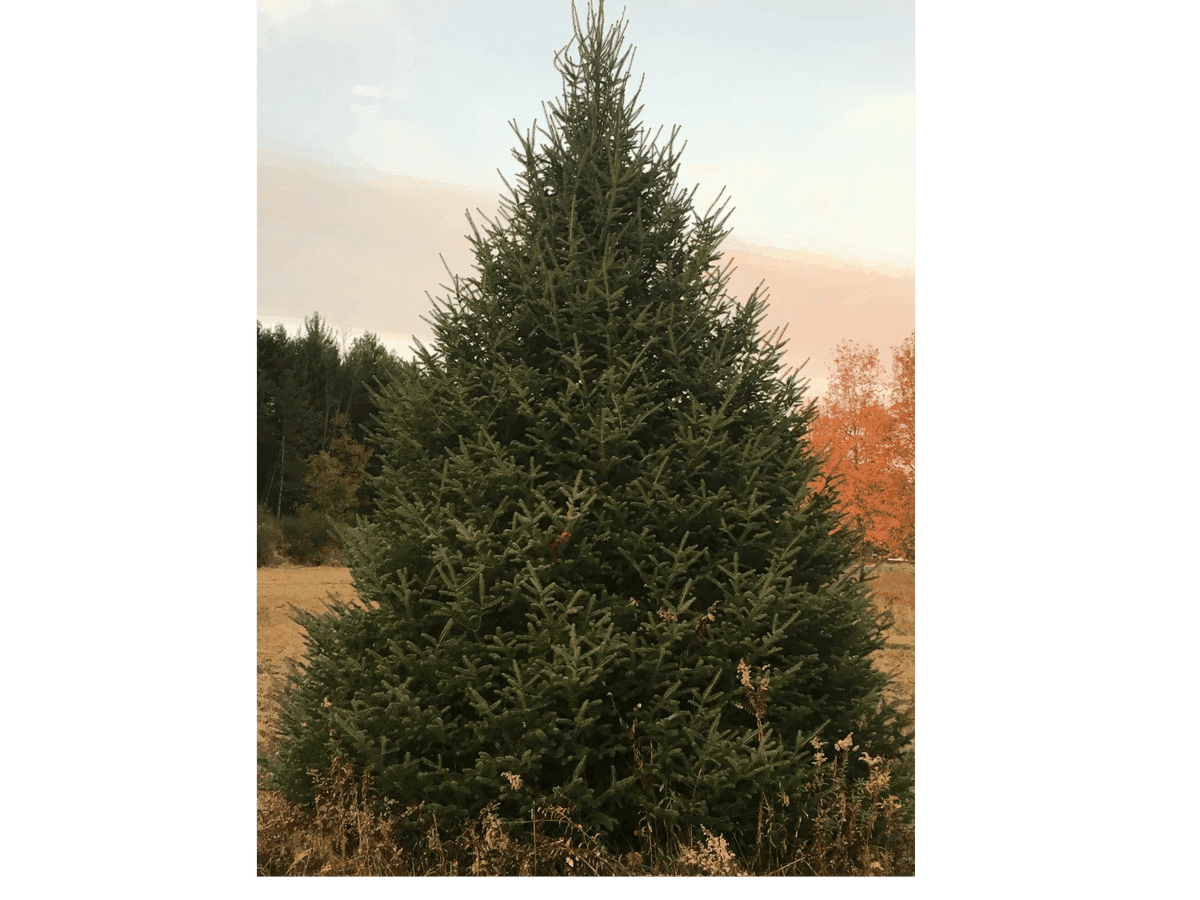 Raley's Tree Farms