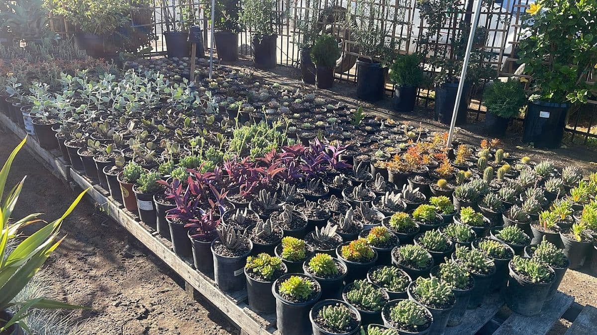 Ramirez Growers