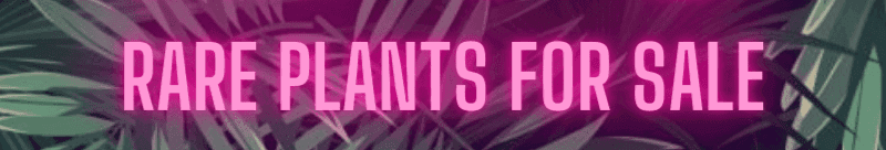 Rare Plants For Sale - RPFS