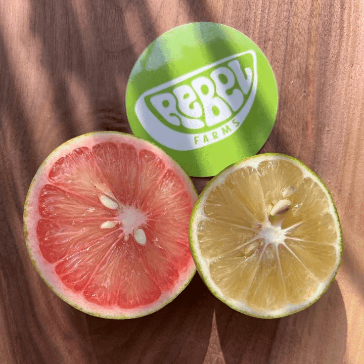 Rebel Farms