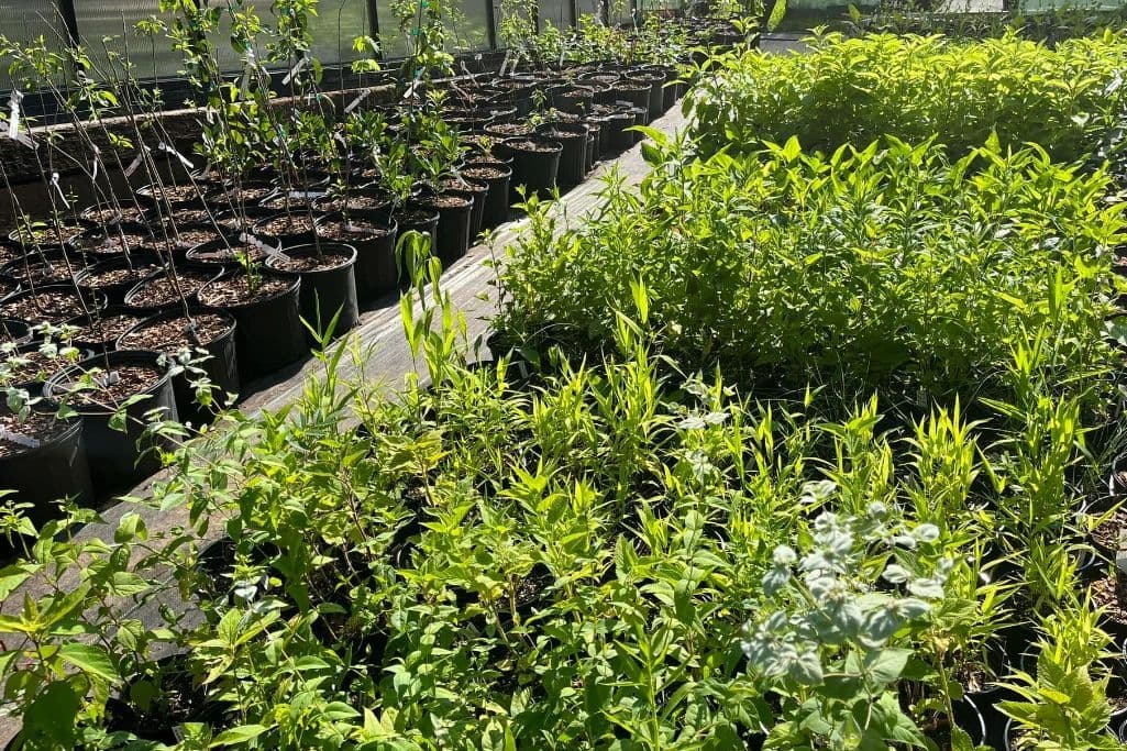 Recreative Natives