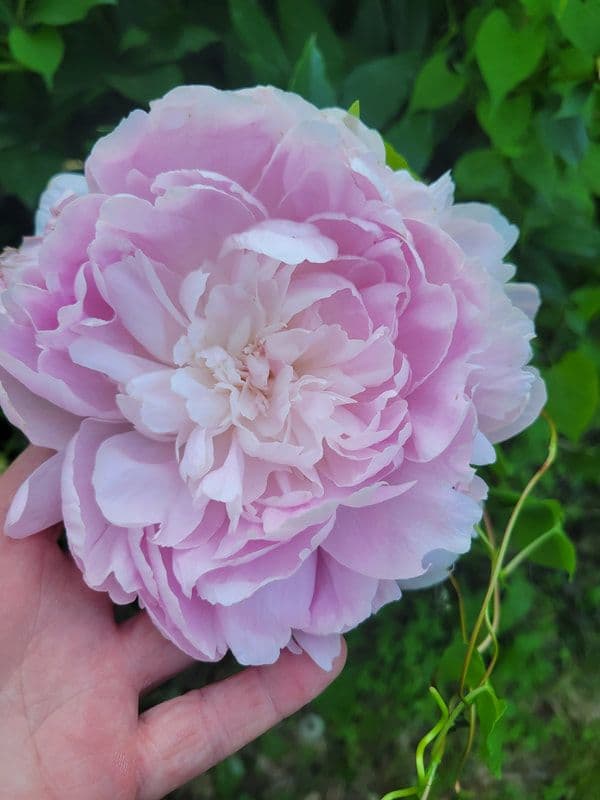 Red Rooster Nursery, Greenhouse, & Cut Flowers