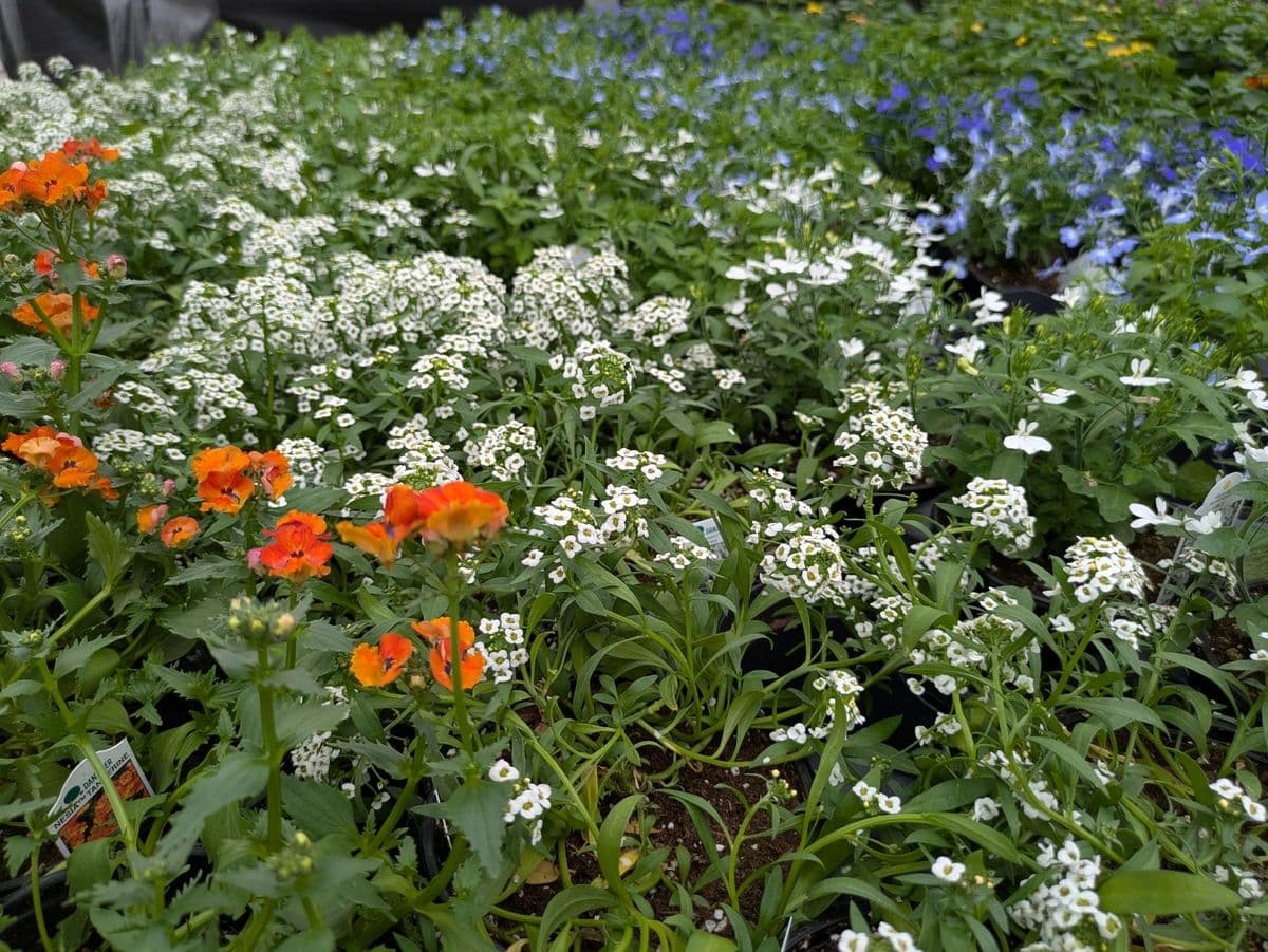 Red Wagon Garden Center