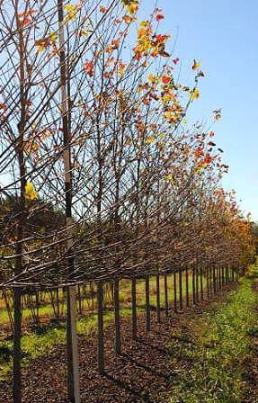 Redbone Nurseries, LLC