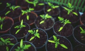 Redding Nursery