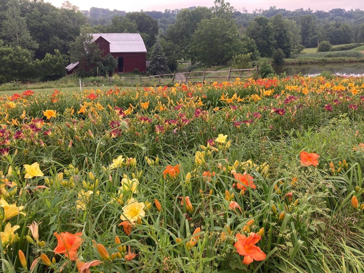 Redfield Farm LLC