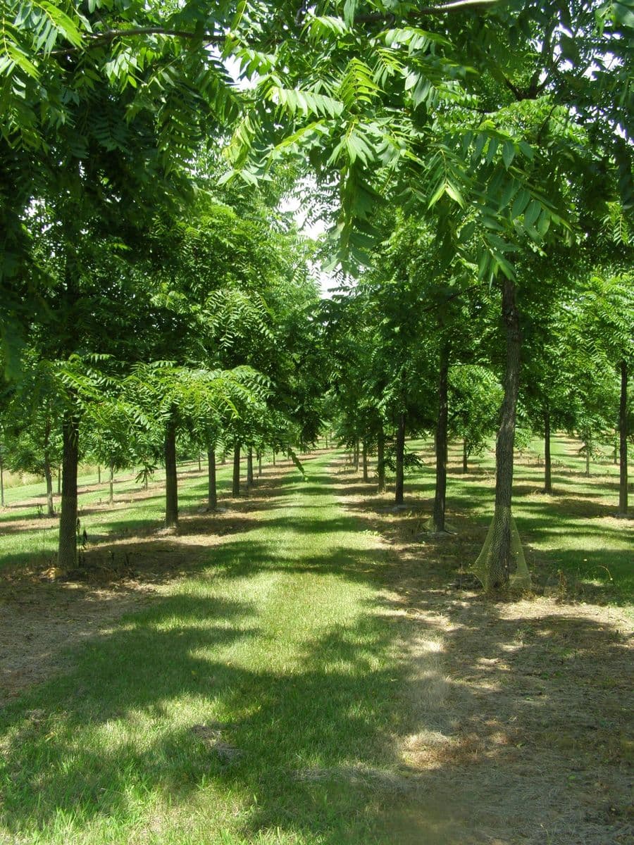 Reed Tree Farm