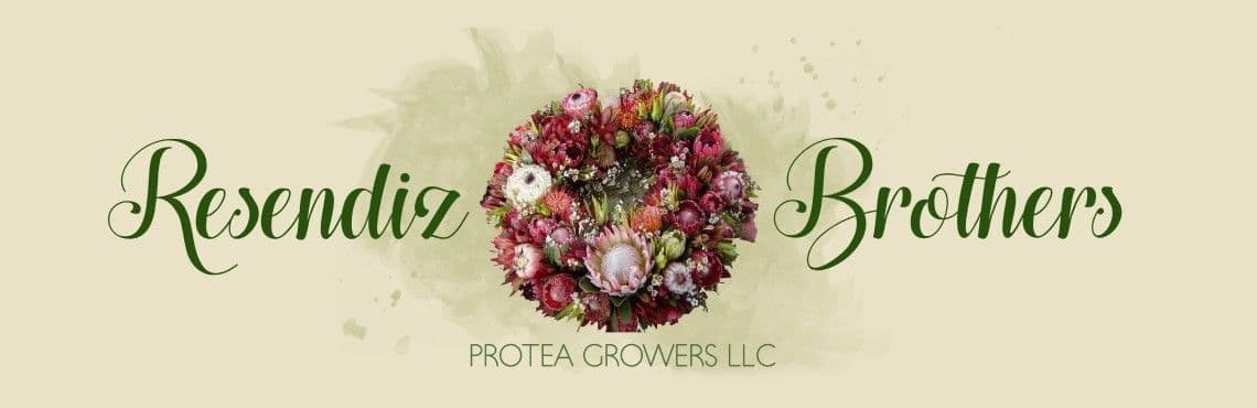 Resendiz Brothers Protea Growers