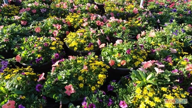 Reynolds Greenhouses LLC