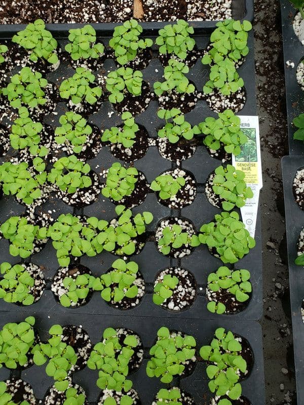 Rib Mountain Greenhouse