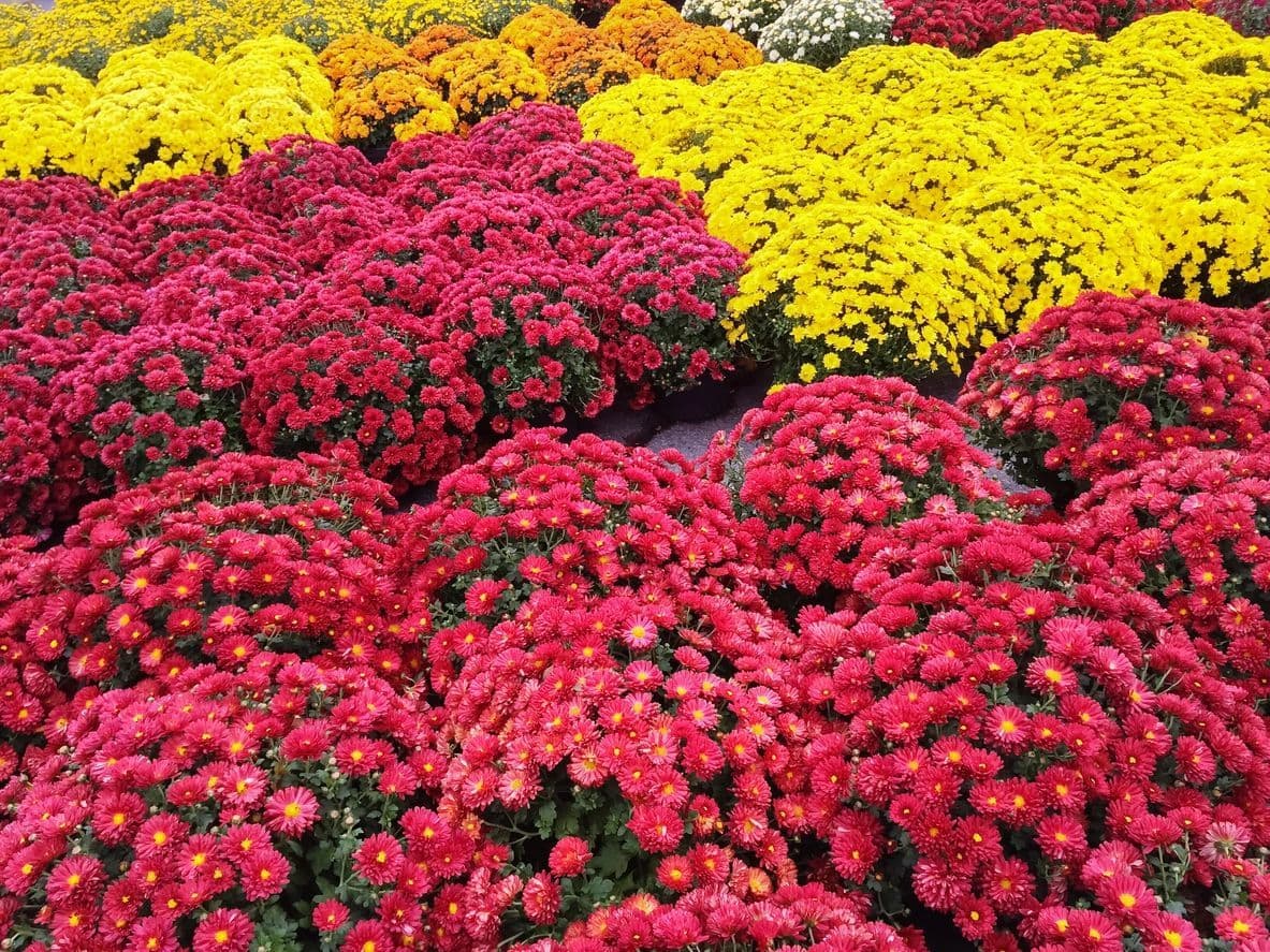Richardson's Floral Center