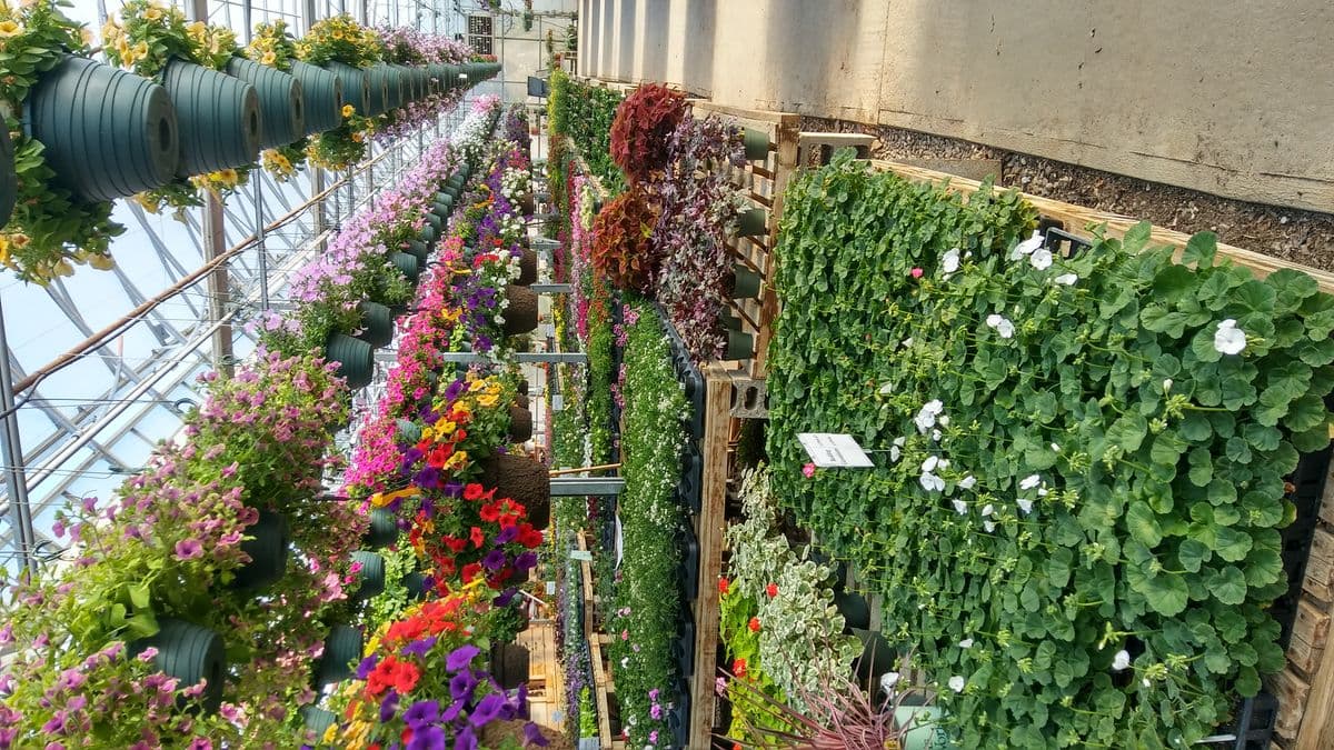 Richardson's Greenhouse