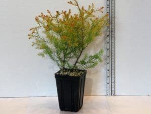 Richey Nursery Company LLC
