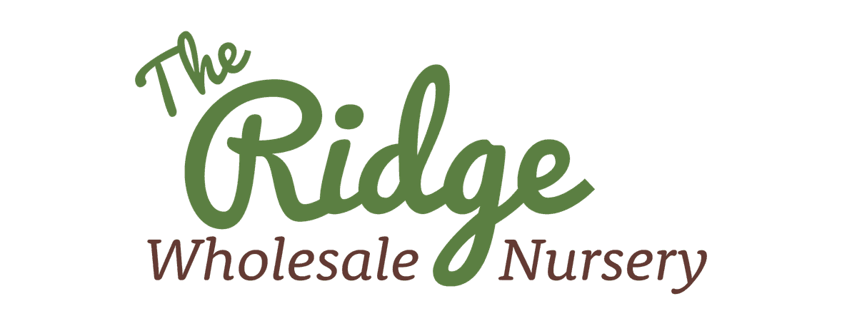 Ridge Nursery