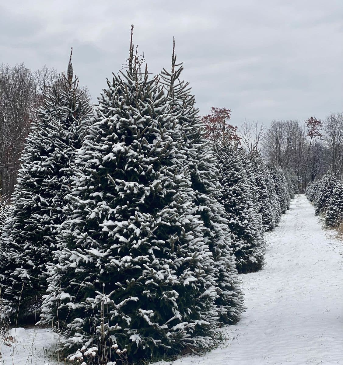Ringtown Valley Tree farm