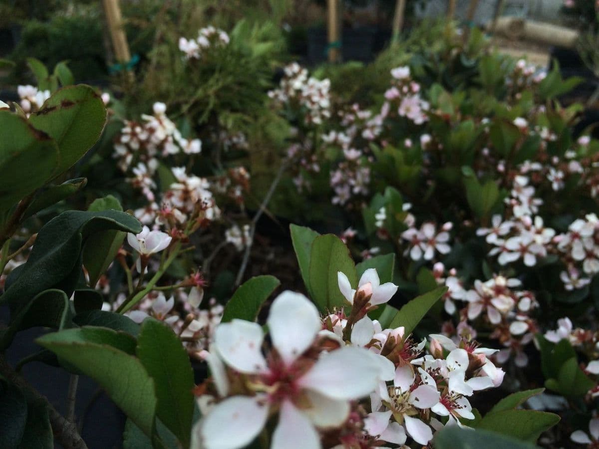 River Oaks Nursery