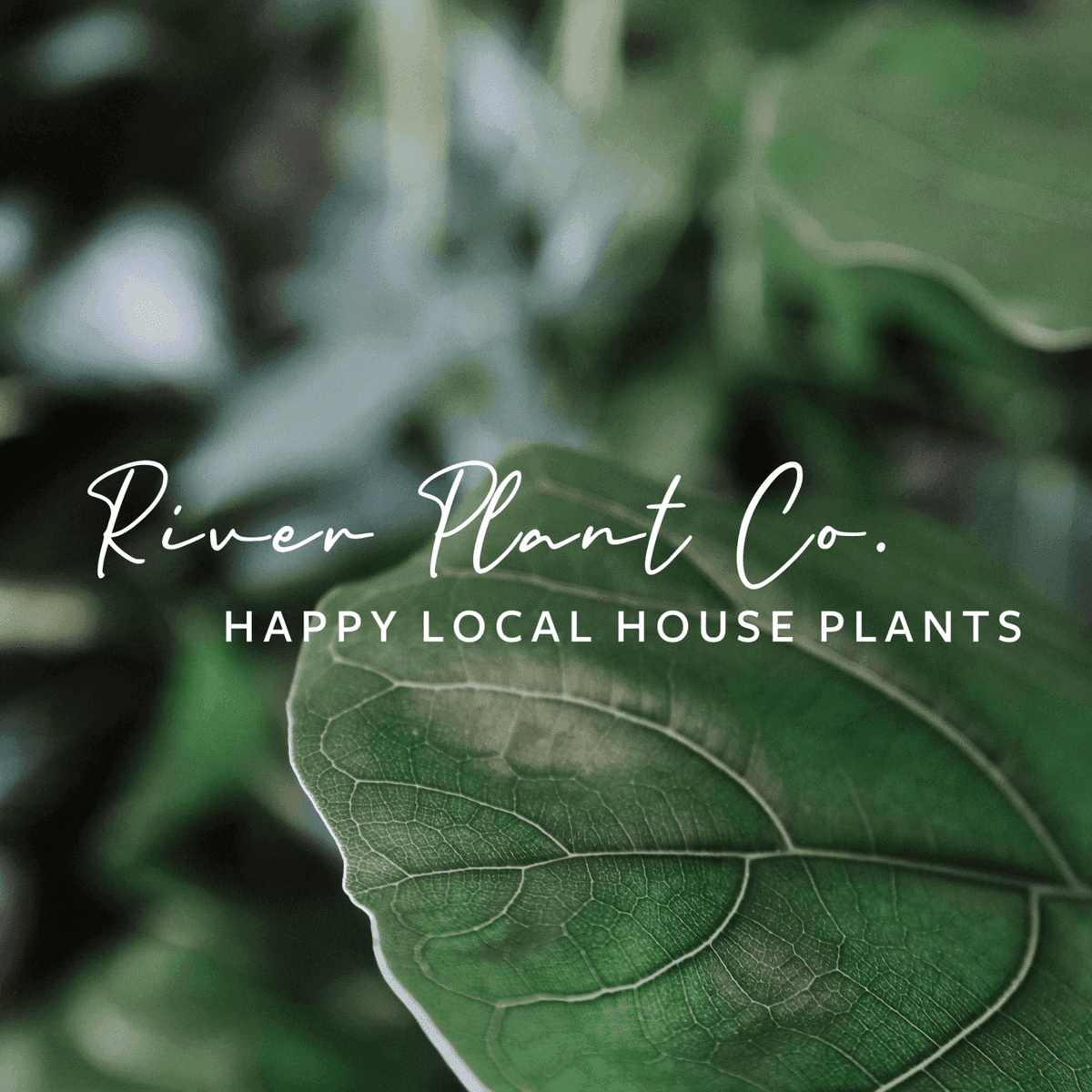 River Plant Co. at Grand Pacific Junction
