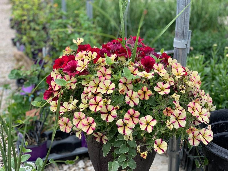 River Valley Landscaping LLC
