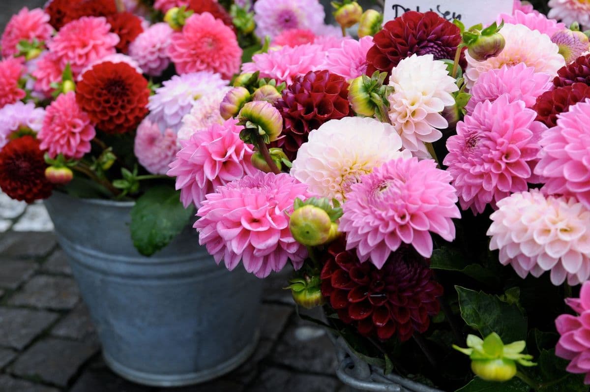 Riverbloom Farms