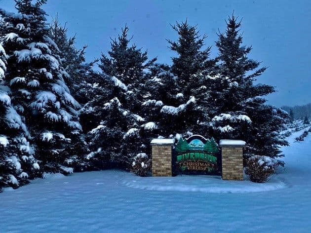 Riverside Christmas Trees