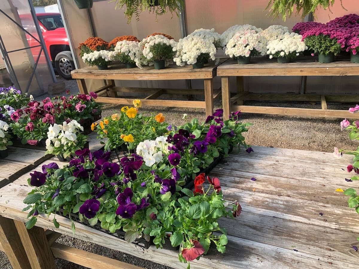 Roanoke Nursery