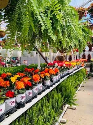 Robinson Florist & Greenhouses