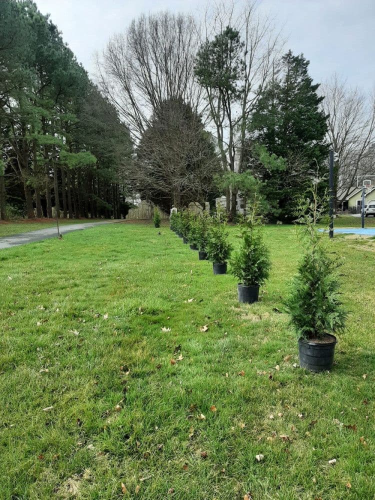 Rob's Leyland Cypress