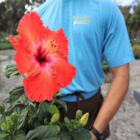 Rockledge Gardens
