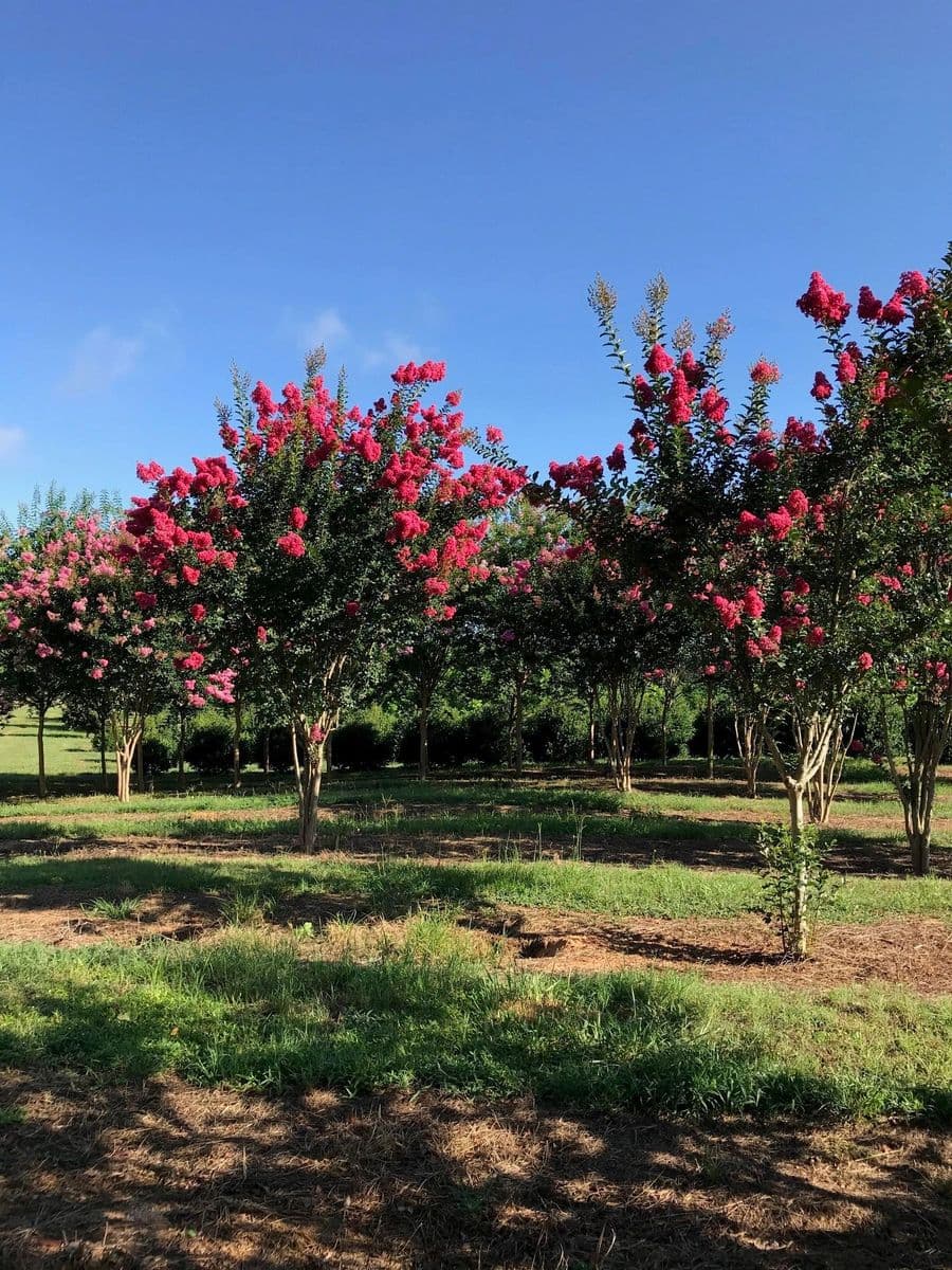 Rocky Creek Nursery