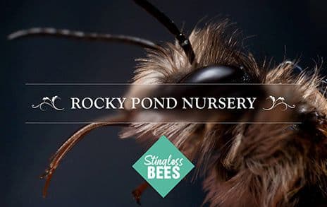 Rocky Pond Nursery | Mason Bees & Leafcutter bees for Sale