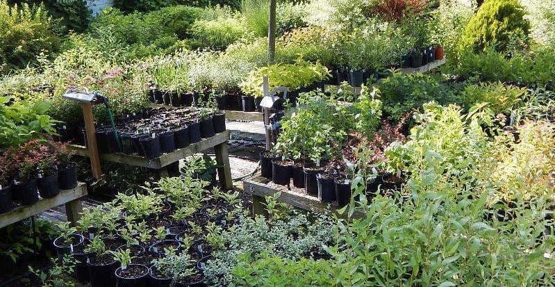 Roger's Backyard Nursery
