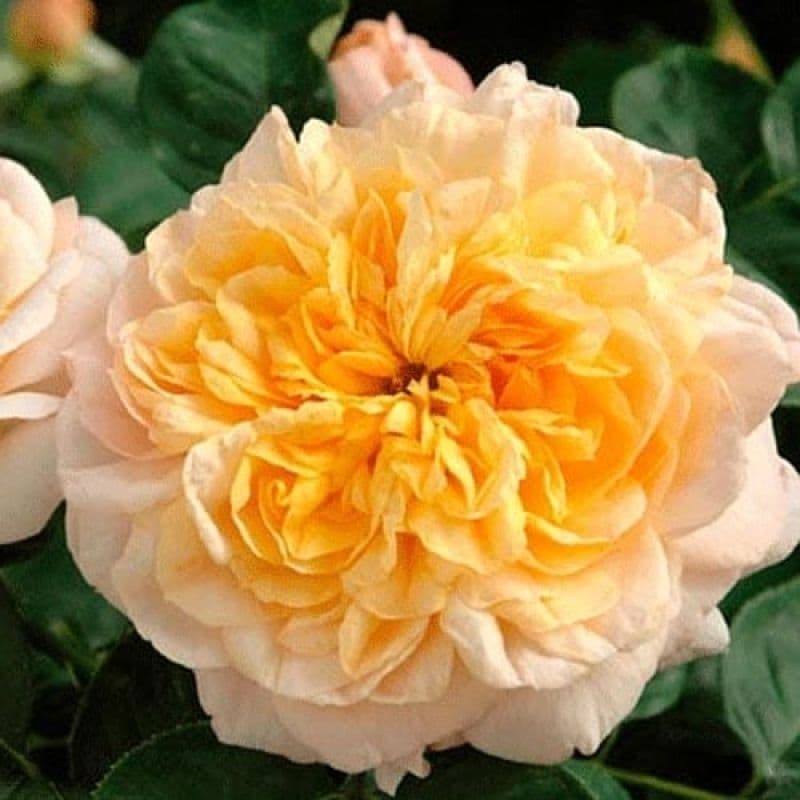 Rogue Valley Roses