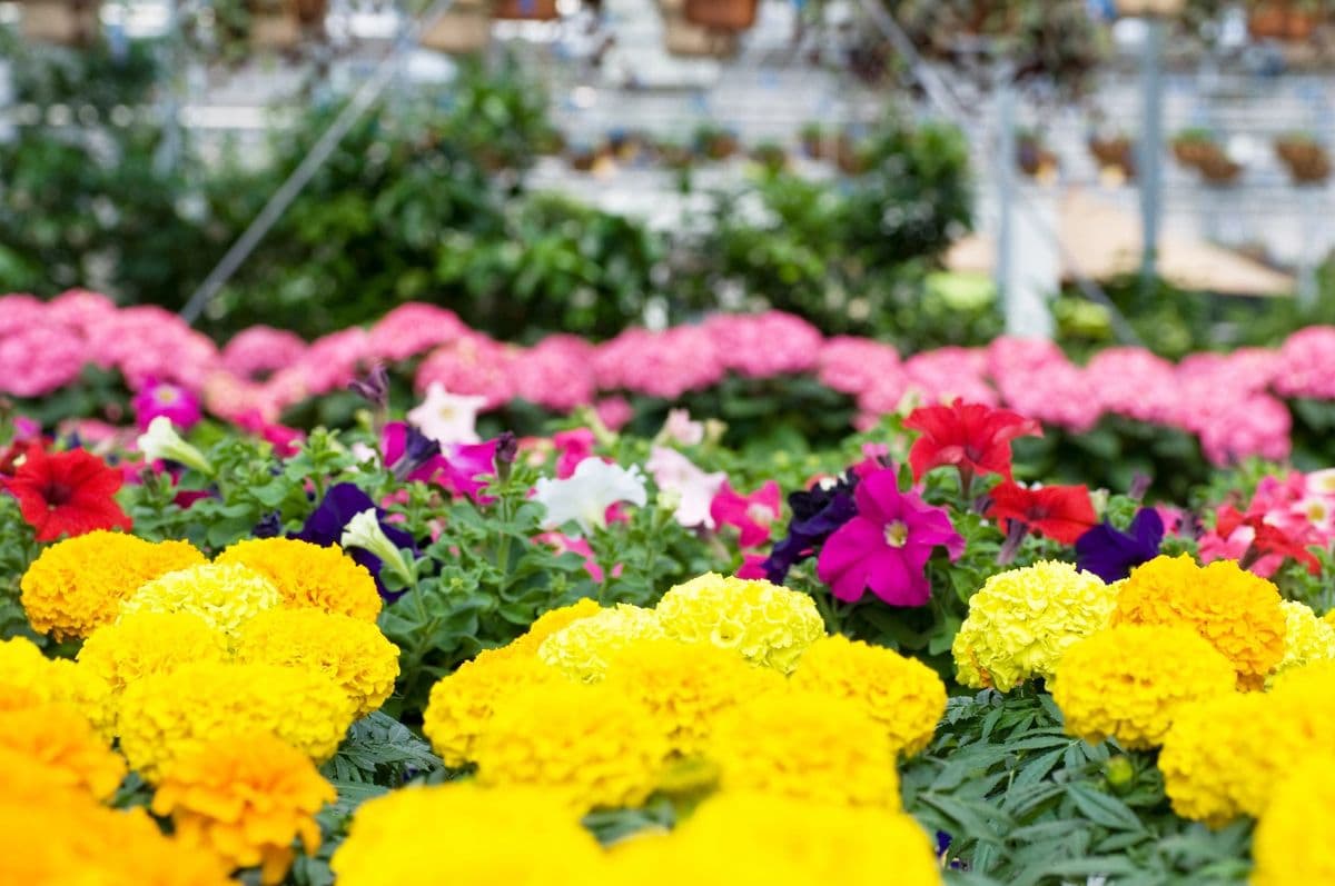 Roland's Nursery & Landscaping Featuring the Secret Garden