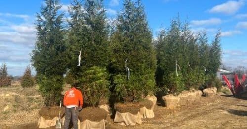 Rolling Fields Tree Farm