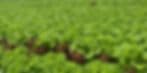 Rolling Hills Greenhouse