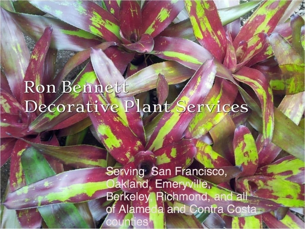 Ron Bennett Decorative Plant Services