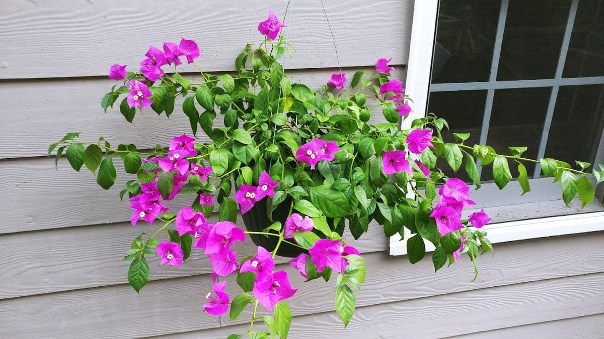 Roni's Tropical Nursery & Landscape LLC