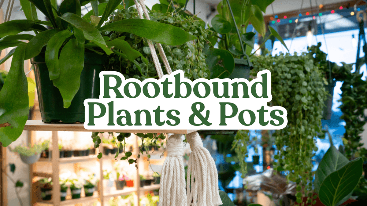 Rootbound Plants & Pots