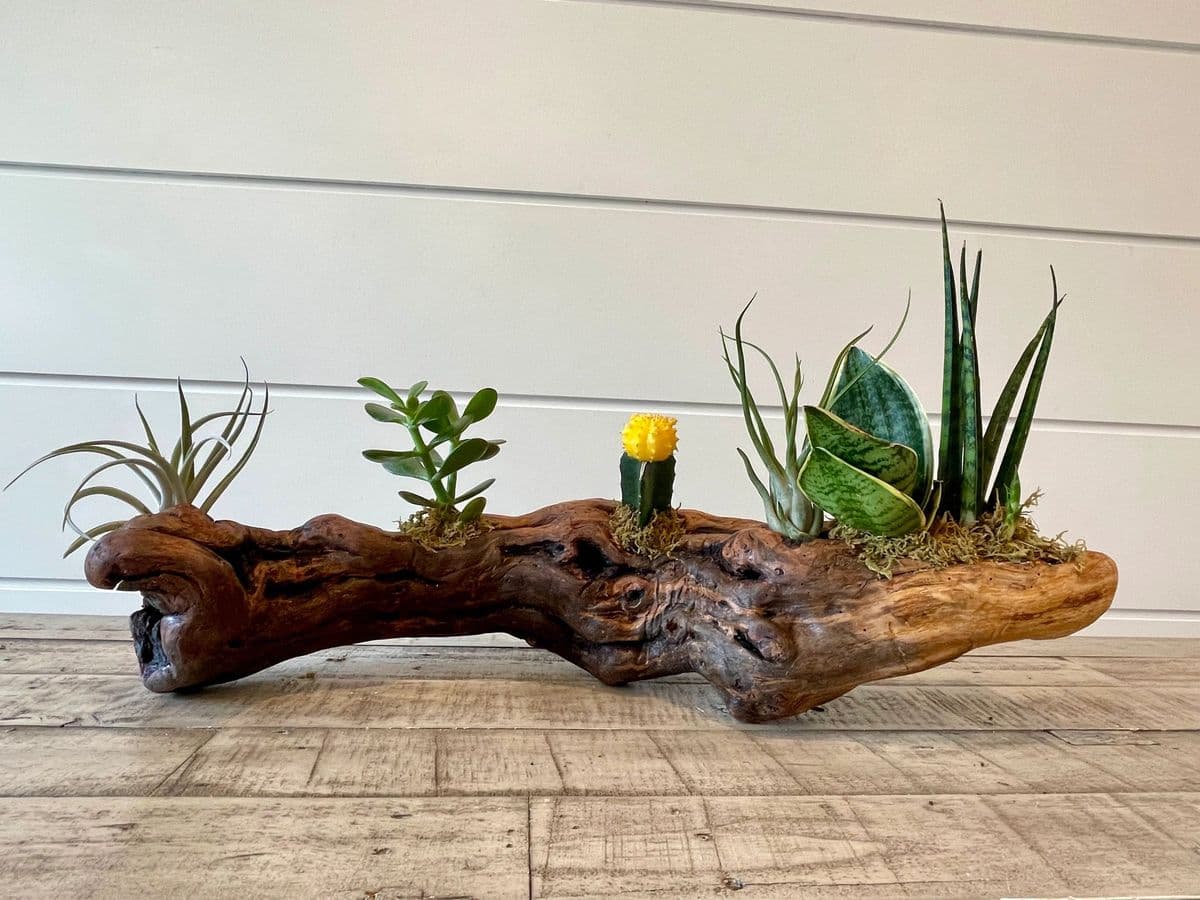 Rooted By Wrights