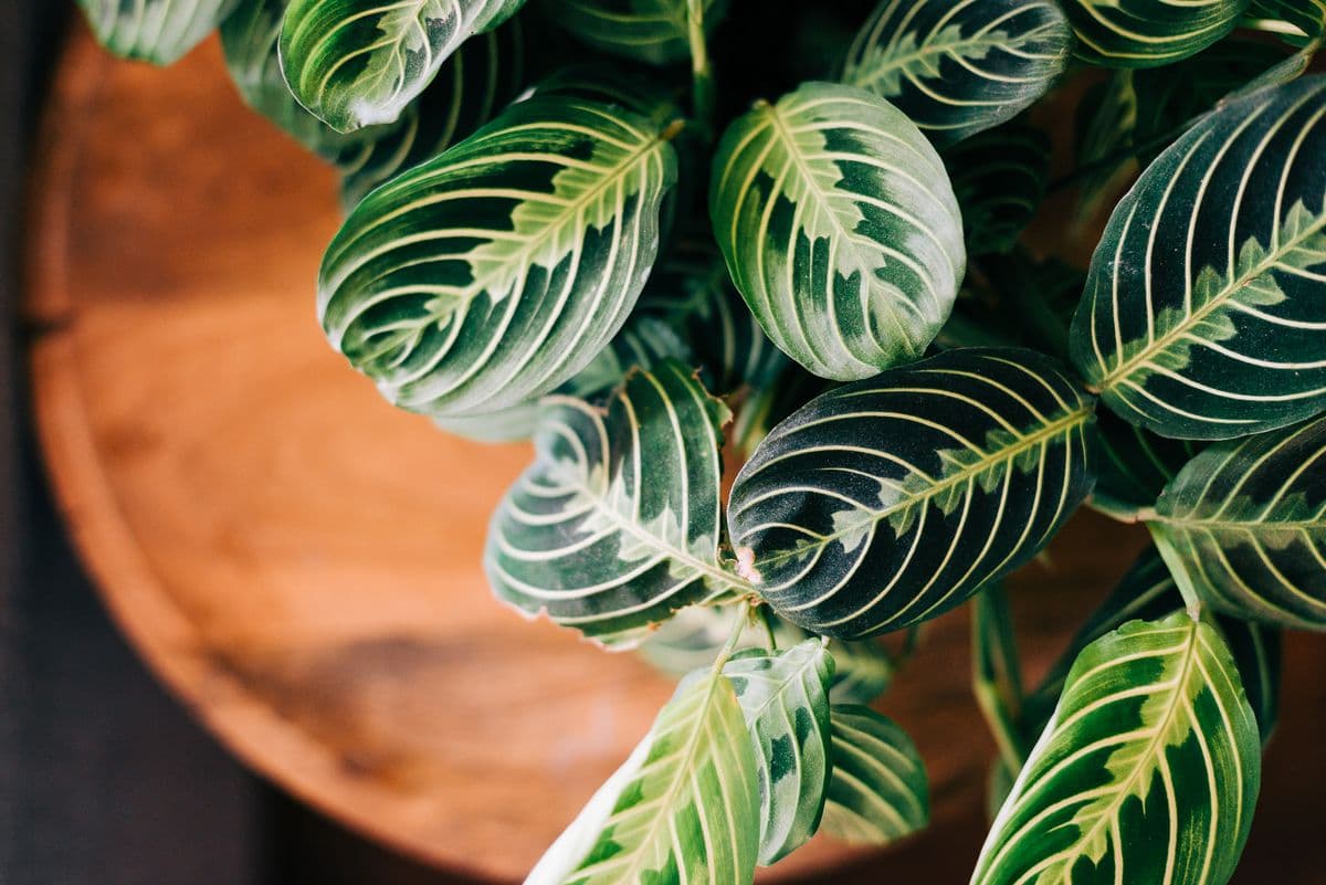 Rooted Plant Co.