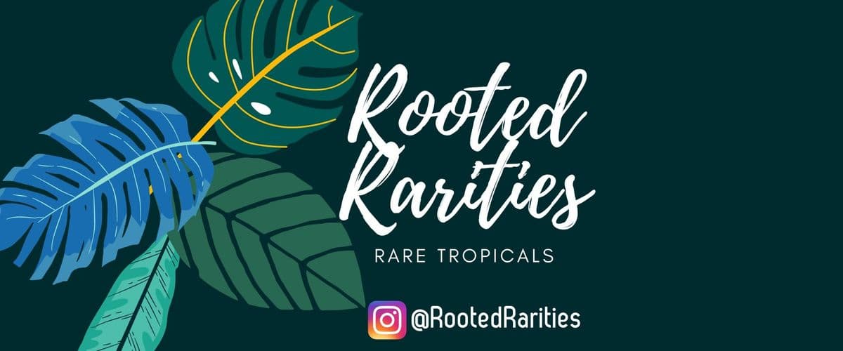 Rooted rarities