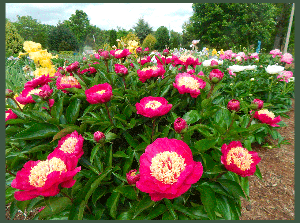 Roots and Blooms. LLC.