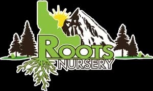 Roots Nursery