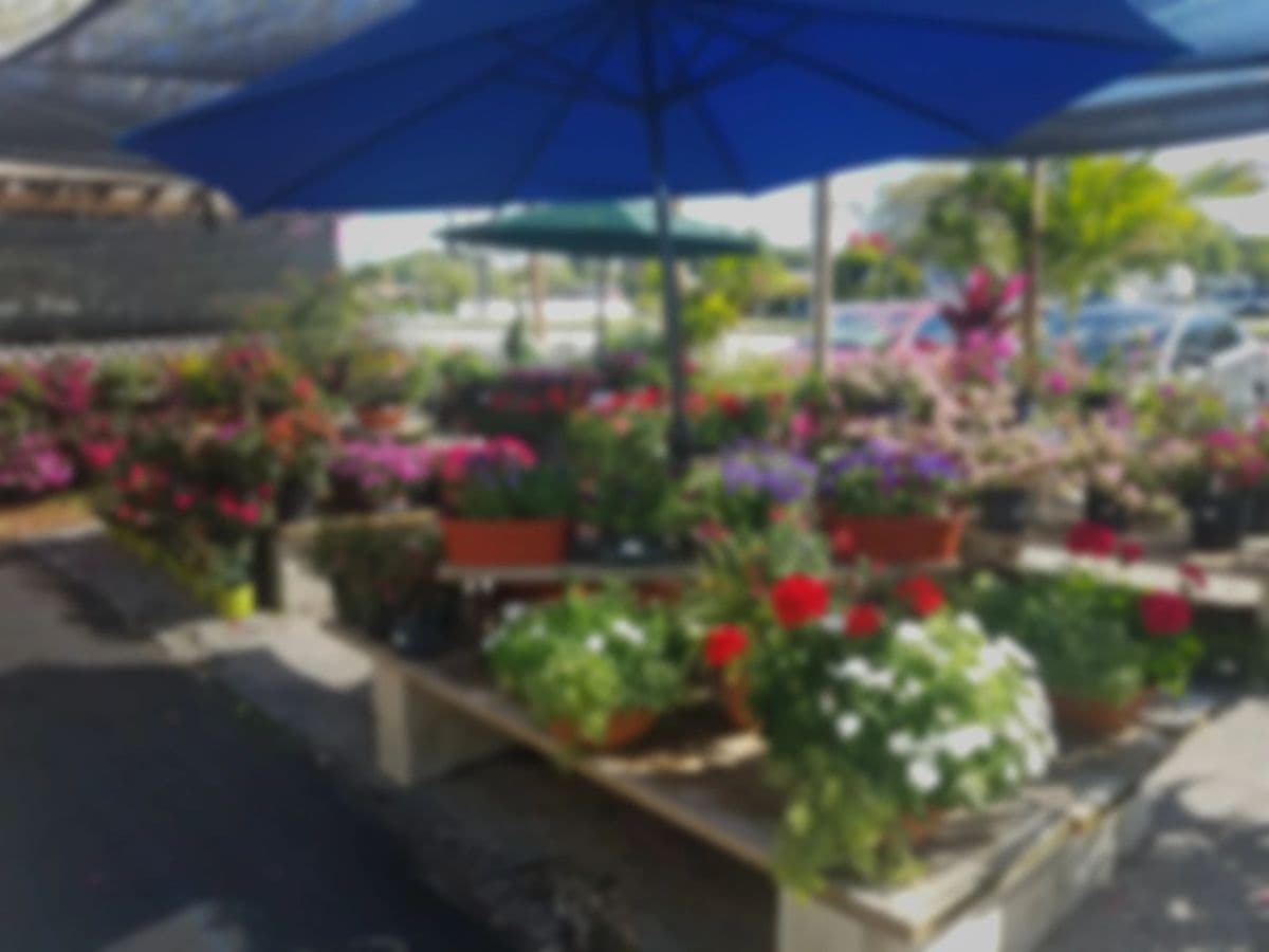 Rose Garden Nursery