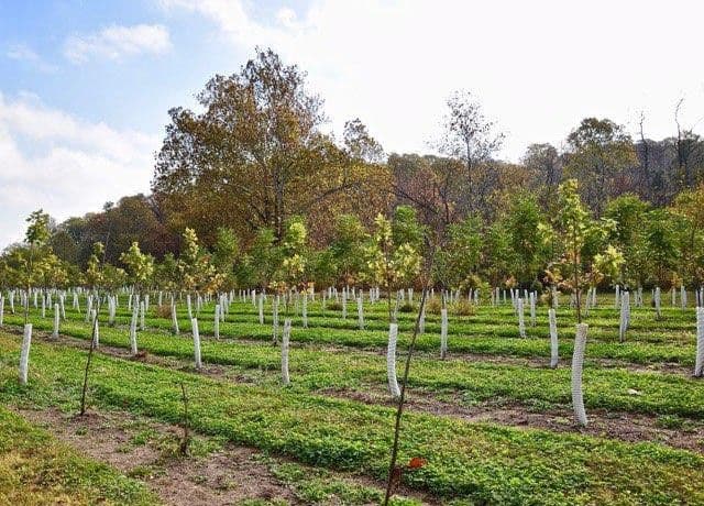 Rosemary Hill Farm