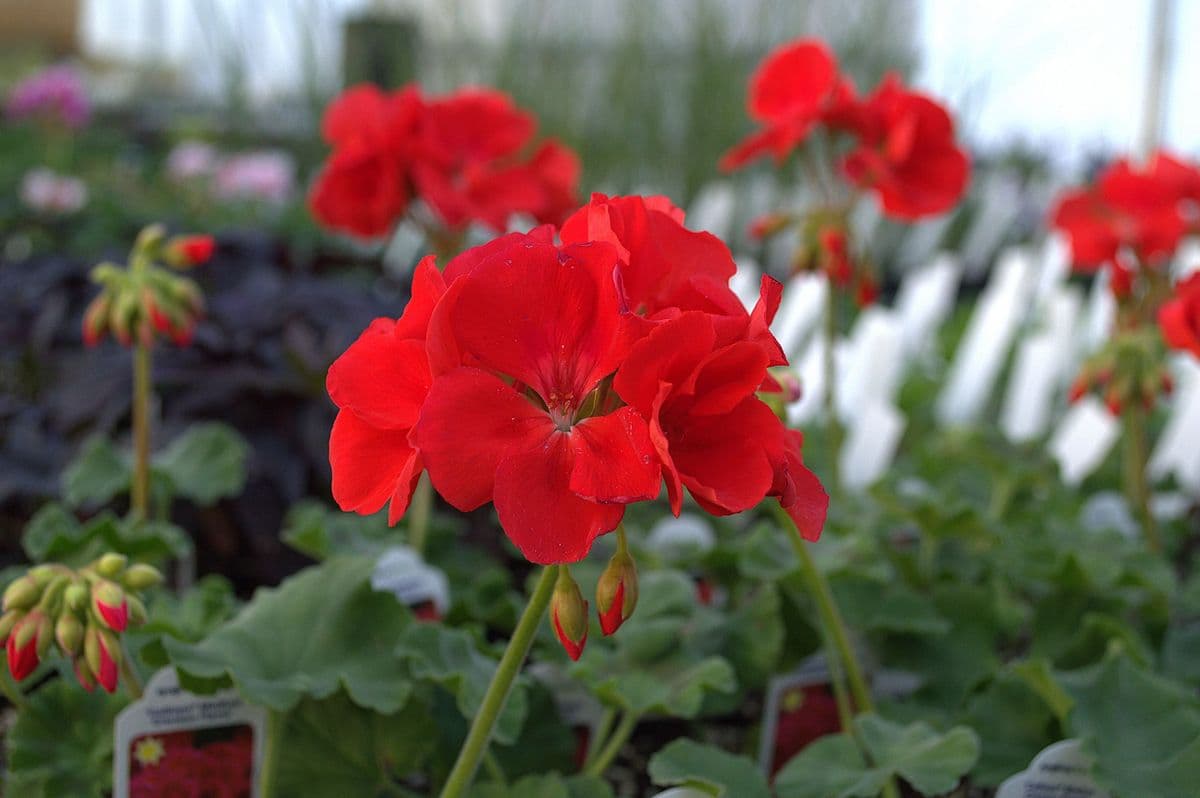 Rose's Greenhouse