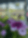 Round Tree Farm & Greenhouse